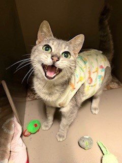 DORIS - Domestic Short Hair available for adoption