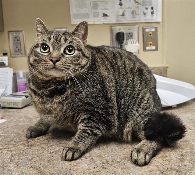 FATIMA - Domestic Short Hair available for adoption