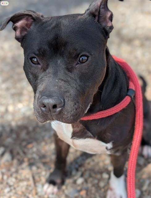 OBIE - American Staffordshire Terrier available for adoption