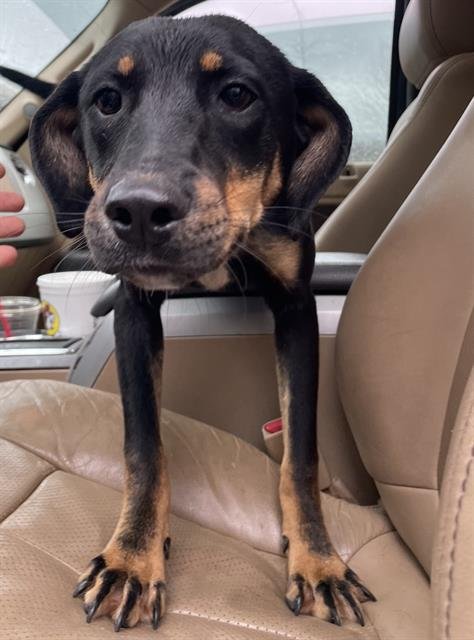 CADET - Black and Tan Coonhound available for adoption