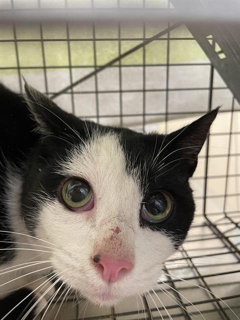 CORDUROY - Domestic Short Hair available for adoption