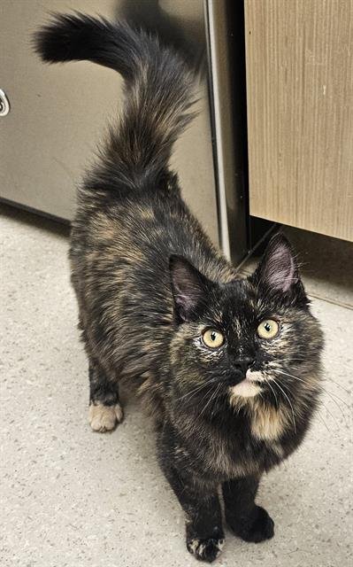 RHONDA - Domestic Long Hair available for adoption