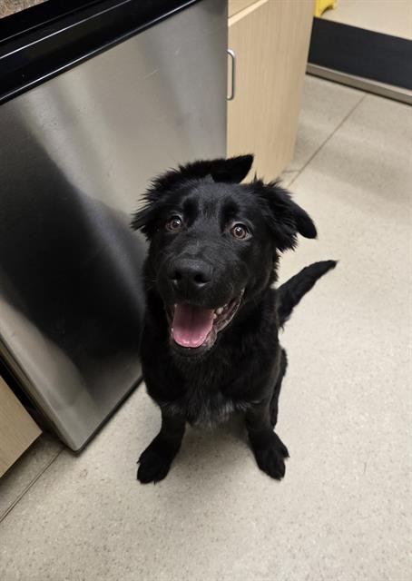 ROOSTER - German Shepherd Dog / Pit Bull Terrier available for adoption