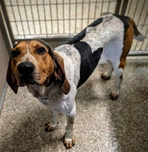 BARKTHOLEMEW - Treeing Walker Coonhound available for adoption