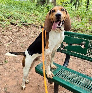 BARKTHOLEMEW - Treeing Walker Coonhound available for adoption