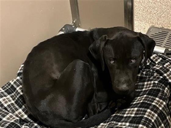 BROWNING - Labrador Retriever available for adoption