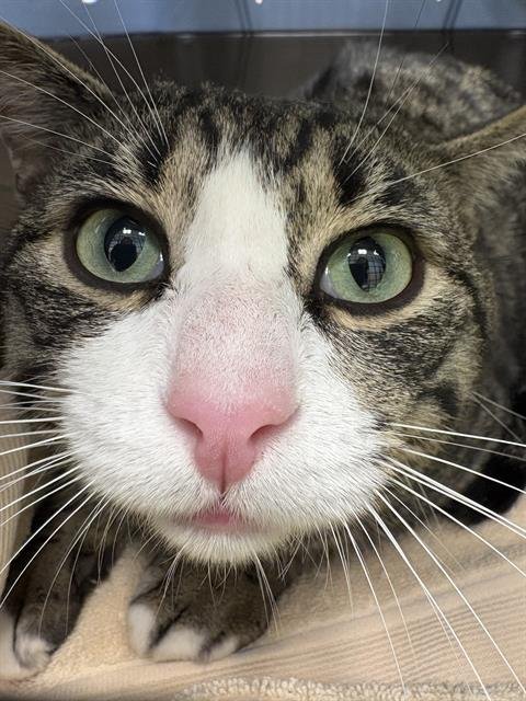 DR. STRANGE - Domestic Short Hair available for adoption