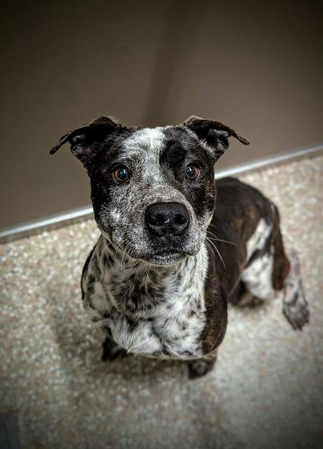 FRED - Australian Cattle Dog/Blue Heeler available for adoption