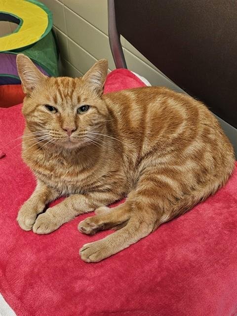 ARCHIE - Domestic Short Hair available for adoption