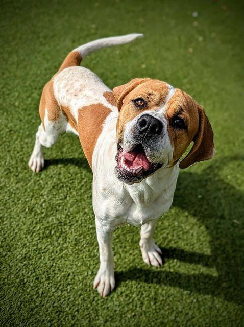 DIESEL - English Coonhound / American Bulldog available for adoption