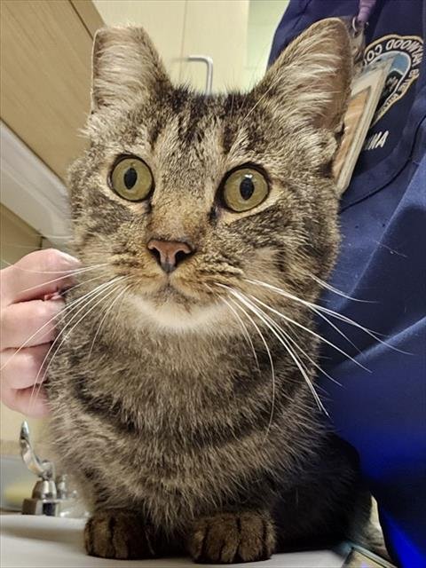 FITCH - Domestic Short Hair available for adoption