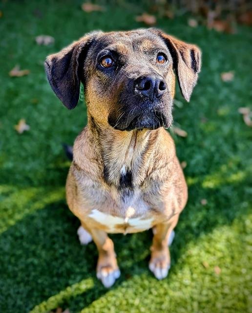 DESTY - Black Mouth Cur / German Shepherd Dog available for adoption