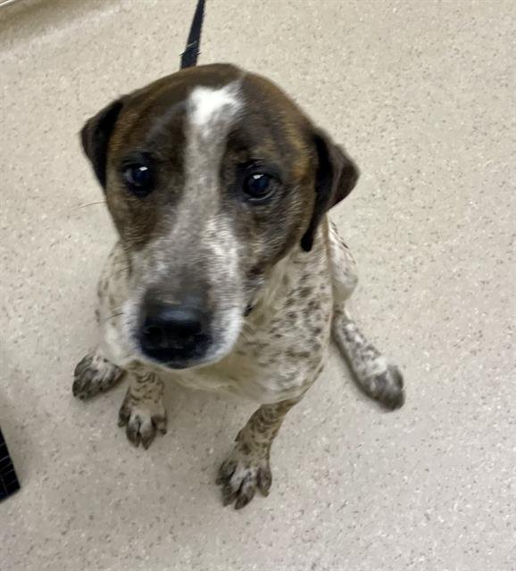 JAKE - German Shorthaired Pointer available for adoption