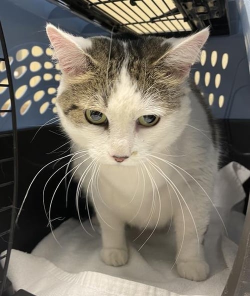 SPRINKLES - Domestic Short Hair available for adoption