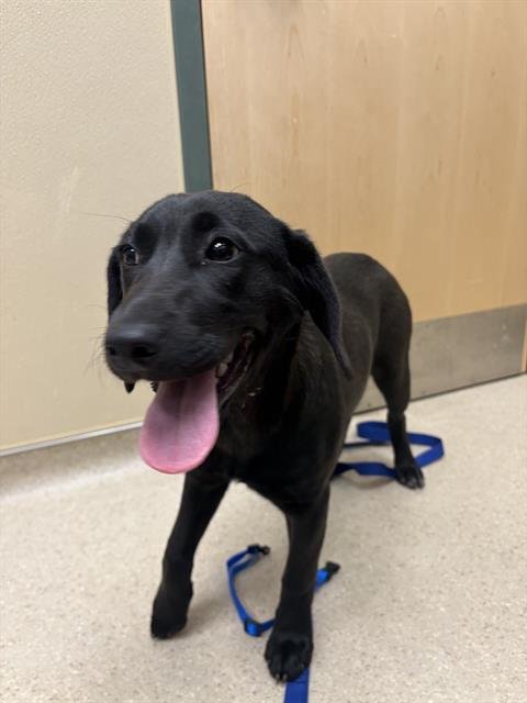 MARMALADE - Labrador Retriever available for adoption