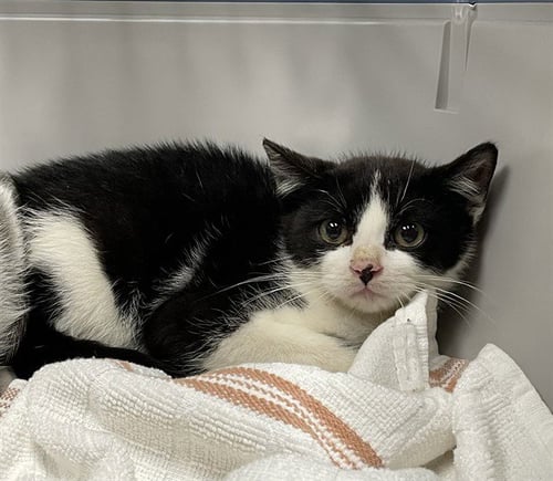 BADGER - Domestic Short Hair available for adoption
