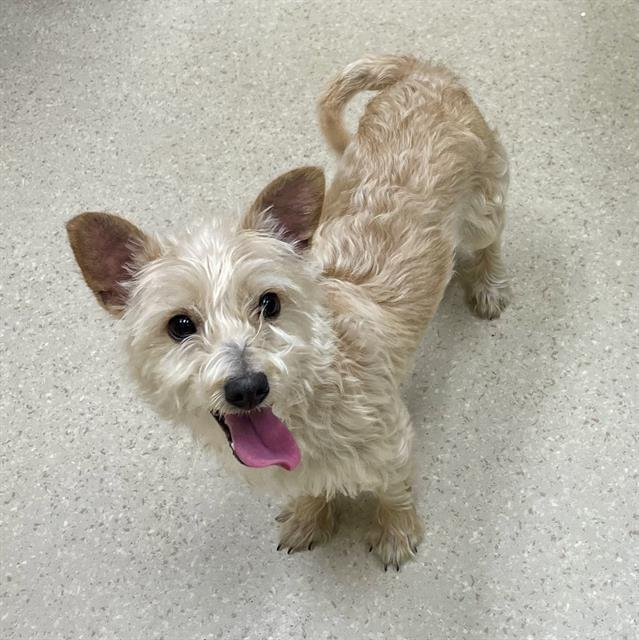 MACKIE - Cairn Terrier available for adoption
