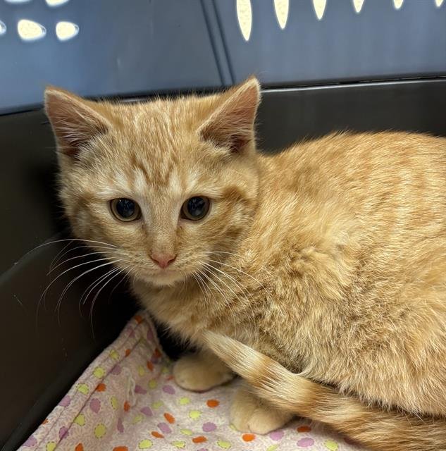 SCOTCH - Domestic Short Hair available for adoption