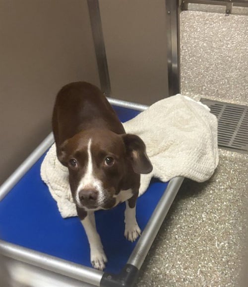 HAZEL - Rat Terrier available for adoption