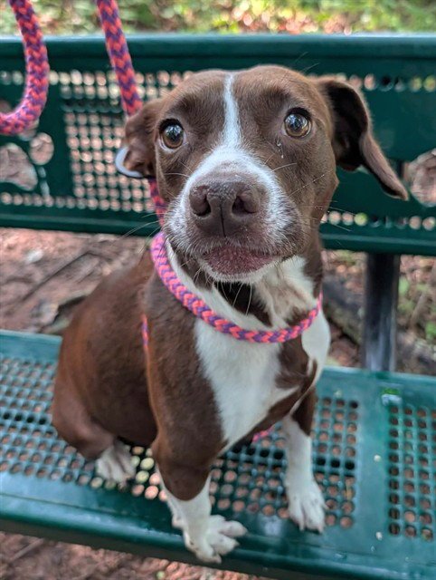 HAZEL - Rat Terrier available for adoption