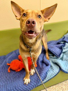SCOTT - German Shepherd Dog available for adoption