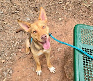 SCOTT - German Shepherd Dog available for adoption