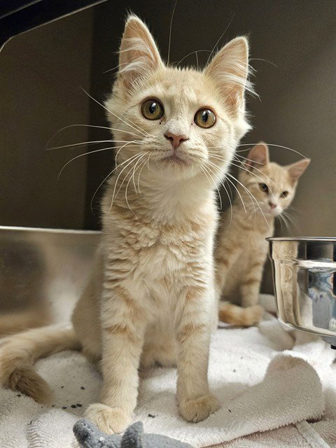 RAGEDY ANN - Domestic Medium Hair available for adoption