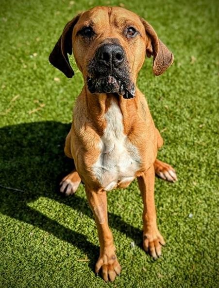 SAMPSON - Mastiff available for adoption