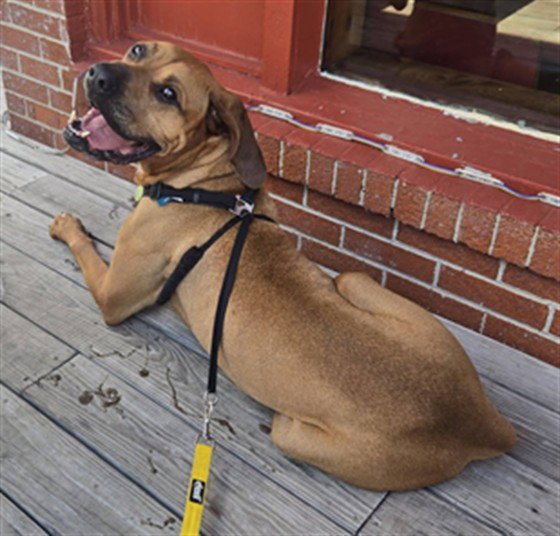 SAMPSON Image