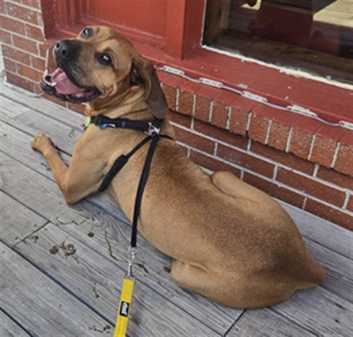 SAMPSON - Mastiff available for adoption