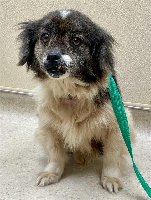 SNOW - Pekingese available for adoption