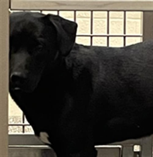 TRENTON - Labrador Retriever available for adoption