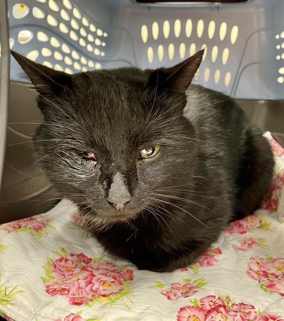 DODGER - Domestic Short Hair available for adoption