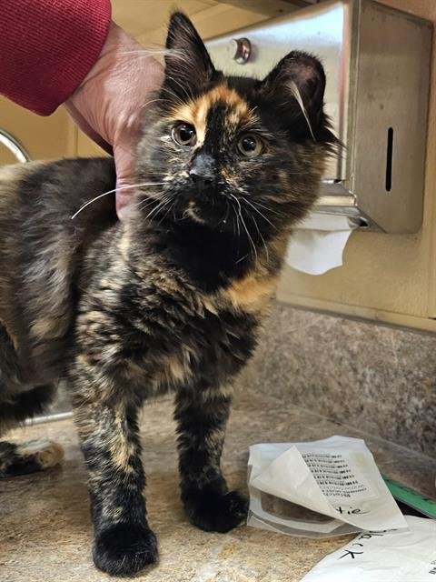 TELLY - Domestic Medium Hair available for adoption