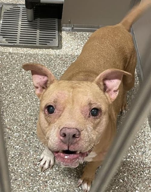 BAYBEE - American Pit Bull Terrier available for adoption