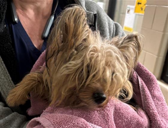 NOODLES - Yorkshire Terrier Yorkie available for adoption
