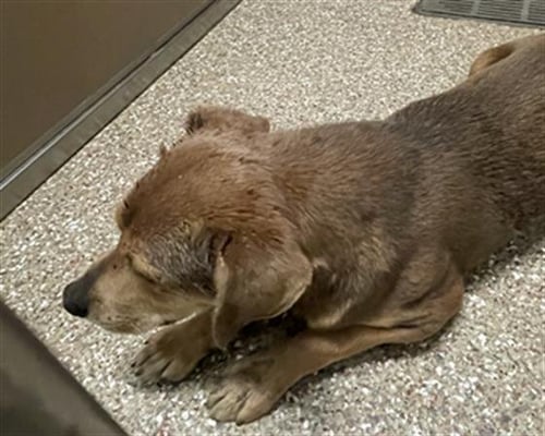 HARTFORD - Feist available for adoption