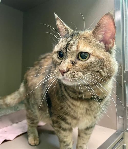 AVA MAE - Domestic Medium Hair available for adoption