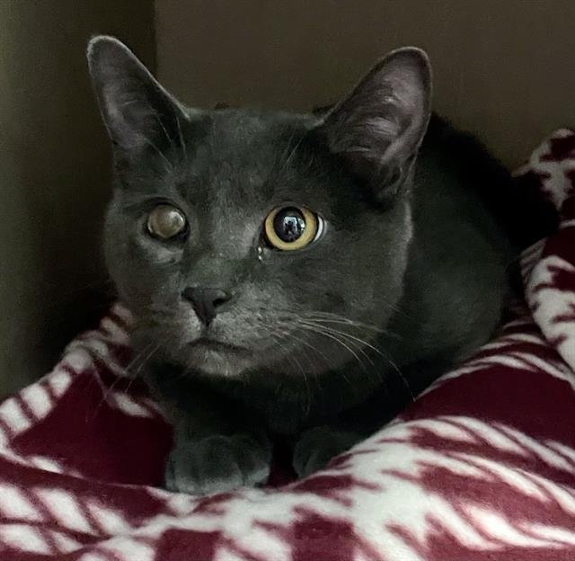 WILLY - Domestic Short Hair available for adoption