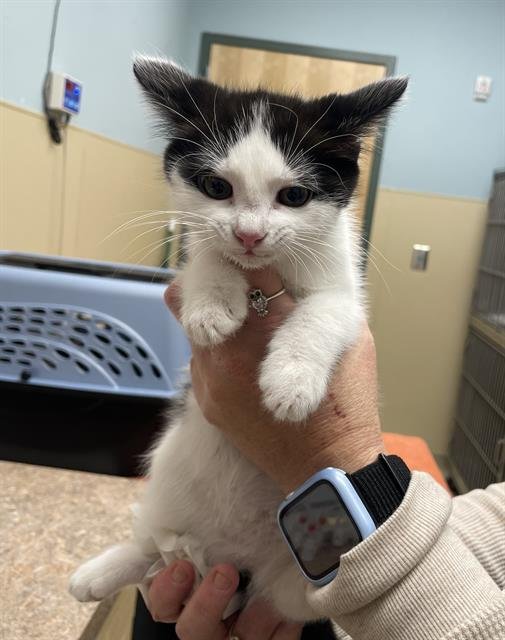 RAINBOW - Domestic Short Hair available for adoption