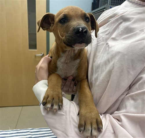 BUCKLE - Mastiff available for adoption