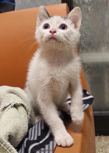 COWIE - Domestic Short Hair available for adoption