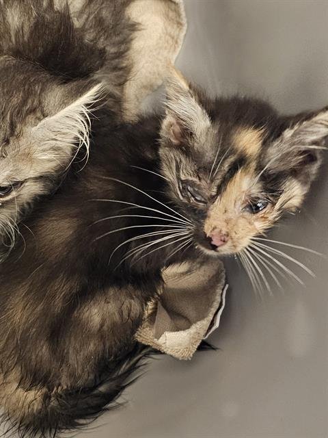 PRADA - Domestic Long Hair available for adoption