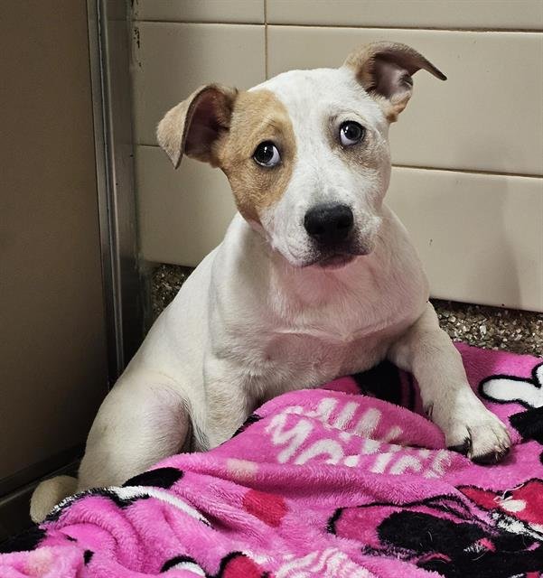 BALSAM - American Bulldog / Great Pyrenees available for adoption