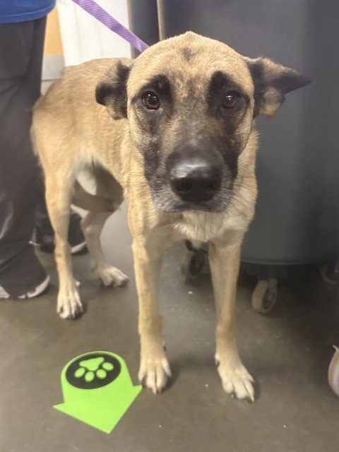 MAXIE - German Shepherd Dog available for adoption