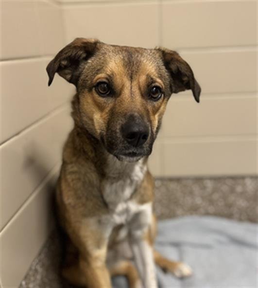 ELLIE MAE - Carolina Dog / Feist available for adoption