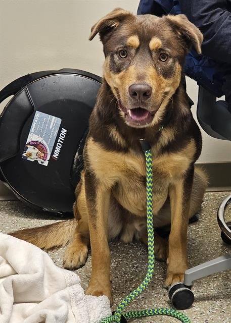 BART - German Shepherd Dog / Mastiff available for adoption