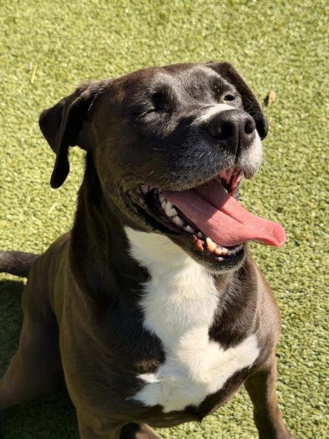 KEENA - Boxer / Labrador Retriever available for adoption