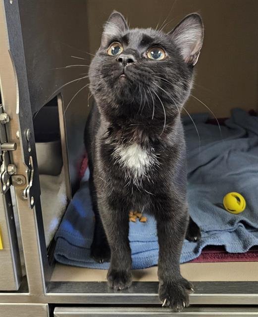 BRISKET - Domestic Short Hair available for adoption
