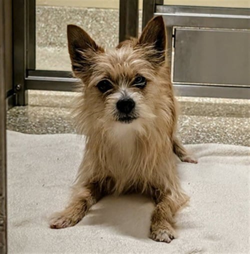 RIGBY - Yorkshire Terrier Yorkie available for adoption